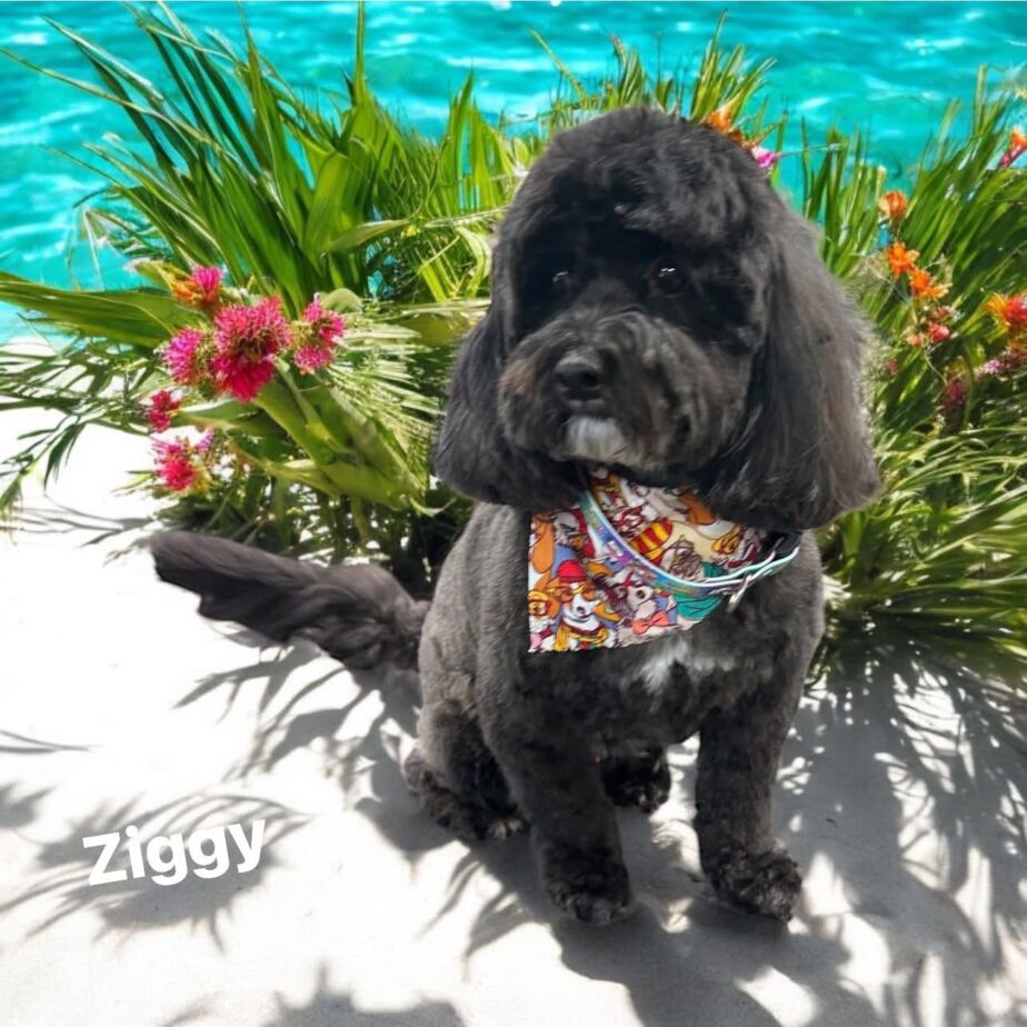 9CD0F78D-8534-4A4C-8C60-C7DA5B597DB1